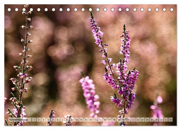 Produktbild: L&uuml;neburger S&uuml;dheide (Tischkalender 2026 DIN A5 quer), CALVENDO Monatskalender