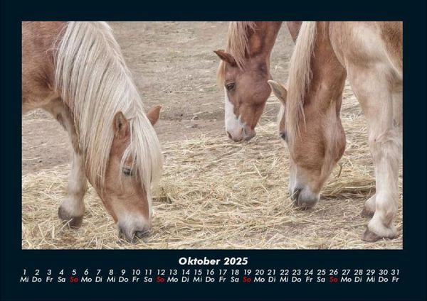 Produktbild: Pferde Kalender 2025 Fotokalender DIN A4