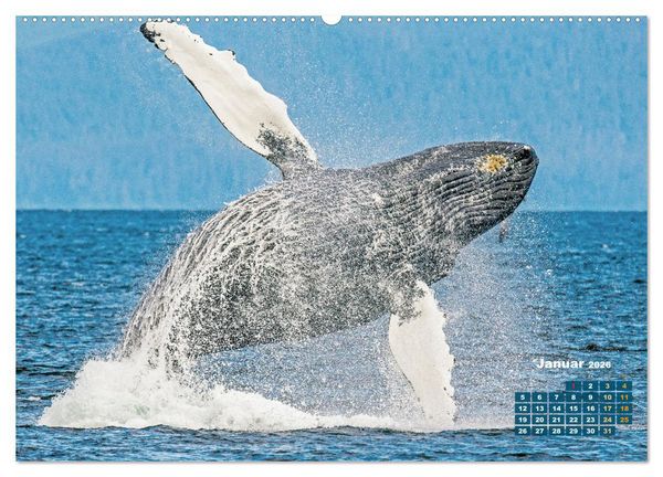 Produktbild: Buckelwale: Aus den blauen Tiefen der Ozeane (Wandkalender 2026 DIN A2 quer), CALVENDO Monatskalender