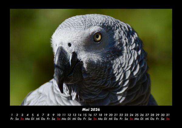 Produktbild: V&ouml;gel 2026 Fotokalender DIN A3