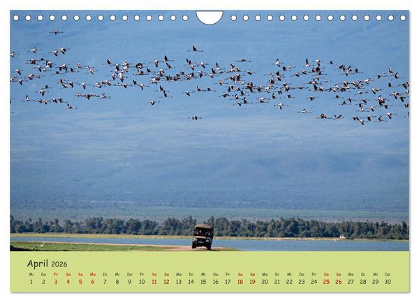 Produktbild: Gefiederte Sch&ouml;nheiten Ostafrikas (Wandkalender 2026 DIN A4 quer), CALVENDO Monatskalender