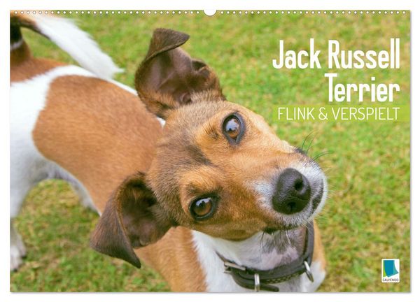 Produktbild: Jack Russell Terrier: flink und verspielt (Wandkalender 2026 DIN A2 quer), CALVENDO Monatskalender