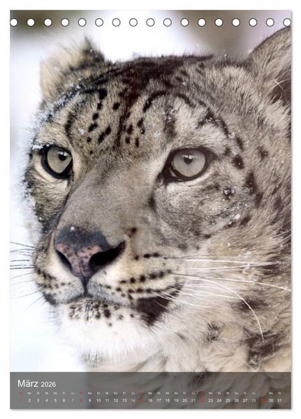 Produktbild: Gro&szlig;katzen. Raubkatzengesichter (Tischkalender 2026 DIN A5 hoch), CALVENDO Monatskalender