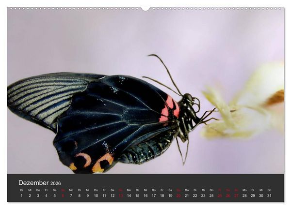 Produktbild: Schmetterlinge (hochwertiger Premium Wandkalender 2026 DIN A2 quer), Kunstdruck in Hochglanz