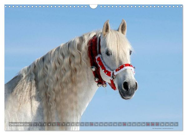 Produktbild: Edle spanische Pferde - Pura Raza Espanola (Wandkalender 2026 DIN A3 quer), CALVENDO Monatskalender