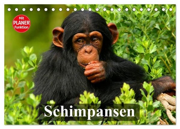 Produktbild: Schimpansen (Tischkalender 2026 DIN A5 quer), CALVENDO Monatskalender