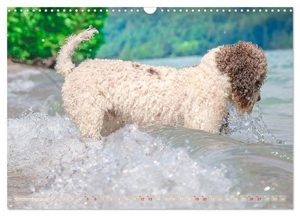 Produktbild: Lagotto Romagnolo - Wasserspiele (Wandkalender 2026 DIN A3 quer), CALVENDO Monatskalender