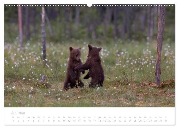 Produktbild: Braunb&auml;ren - pelzige Riesen in Finnlands W&auml;ldern (hochwertiger Premium Wandkalender 2026 DIN A2 quer), Kunstdruck in Hochglanz