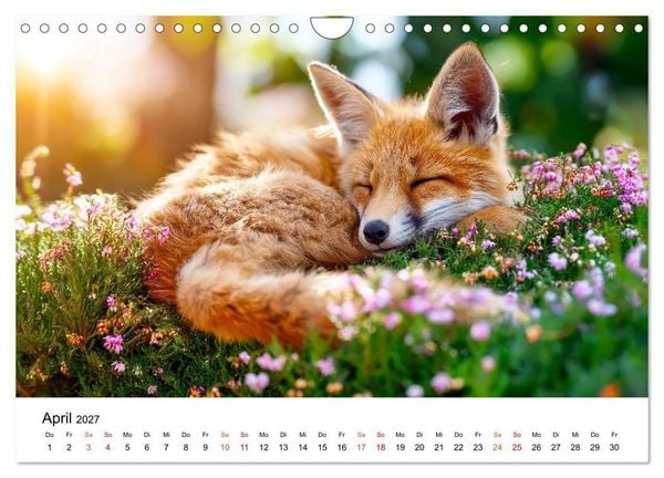Produktbild: F&uuml;chse - Wanderer durch Moos und Farn (Wandkalender 2027 DIN A4 quer), CALVENDO Monatskalender