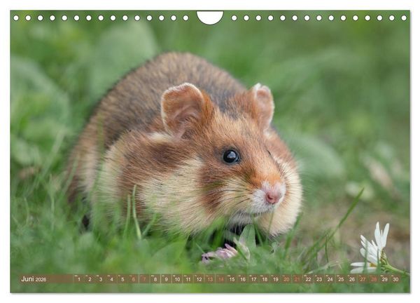 Produktbild: Feldhamster Herbert Kleine Pfoten, gro&szlig;e Pers&ouml;nlichkeit (Wandkalender 2026 DIN A4 quer), CALVENDO Monatskalender