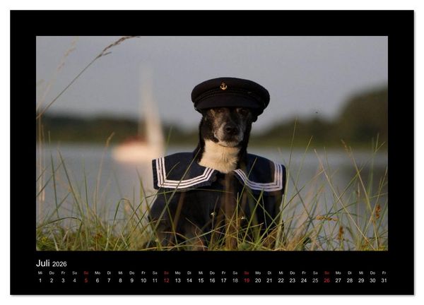 Produktbild: Jack Russell Terrier.....Ein Verwandlungsk&uuml;nstler namens Jake (Wandkalender 2026 DIN A2 quer), CALVENDO Monatskalender