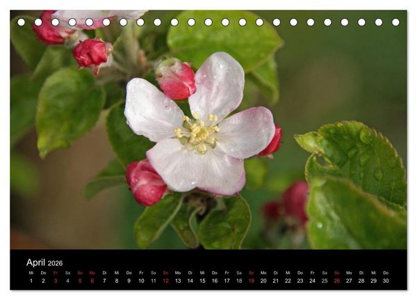 Produktbild: S&uuml;dtirol, die Perle Italiens (Tischkalender 2026 DIN A5 quer), CALVENDO Monatskalender