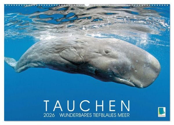 Tauchen: Wunderbares tiefblaues Meer (Wandkalender 2026 DIN A2 quer), CALVENDO Monatskalender