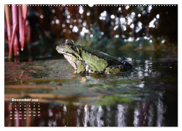 Produktbild: Gl&uuml;ckliche Fr&ouml;sche (Wandkalender 2026 DIN A2 quer), CALVENDO Monatskalender