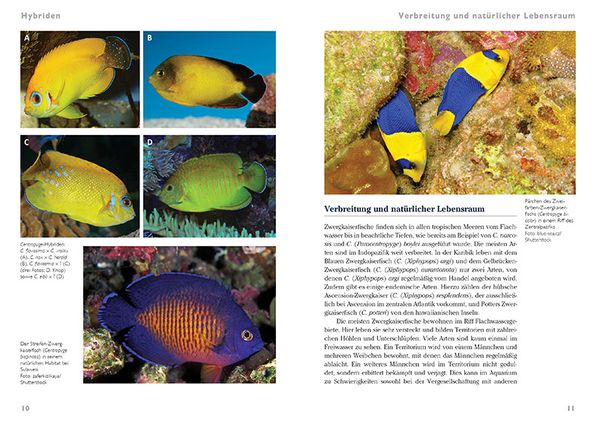 Produktbild: Zwergkaiserfische im Meerwasseraquarium