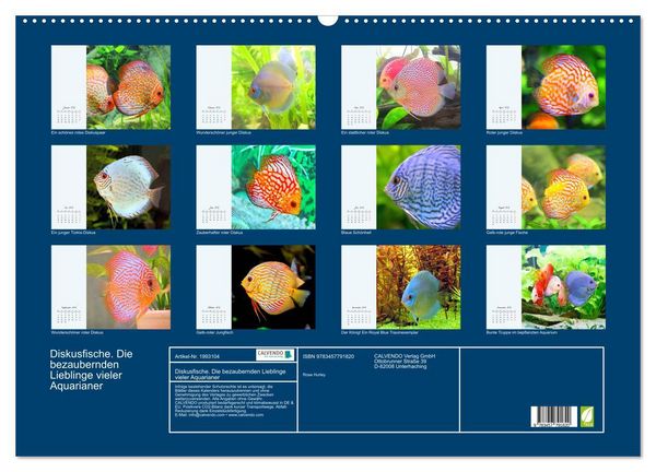 Produktbild: Diskusfische. Die bezaubernden Lieblinge vieler Aquarianer (Wandkalender 2026 DIN A2 quer), CALVENDO Monatskalender