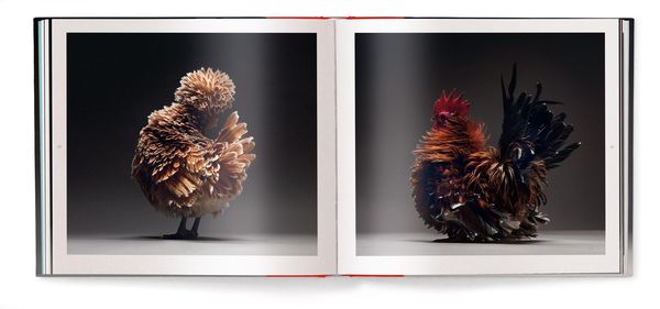 Produktbild: Chicken
