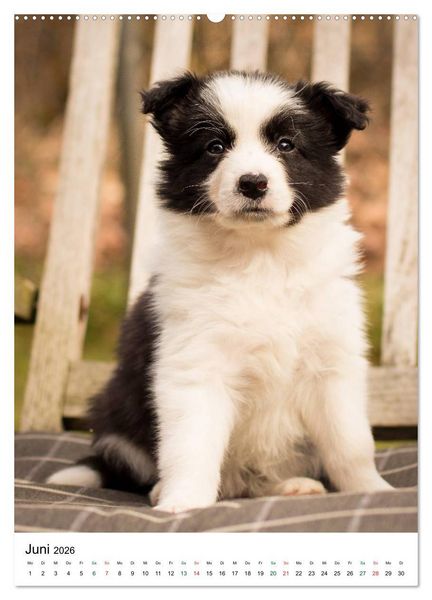Produktbild: Border Collie Zuckerschnuten (hochwertiger Premium Wandkalender 2026 DIN A2 hoch), Kunstdruck in Hochglanz