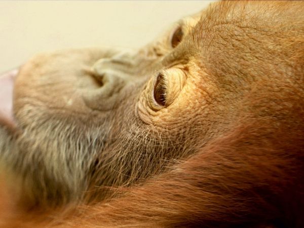 Produktbild: CALVENDO Puzzle Kleiner tr&auml;umender Affe | 1000 Teile Lege-Gr&ouml;&szlig;e 64x48cm Foto-Puzzle f&uuml;r gl&uuml;ckliche Stunden