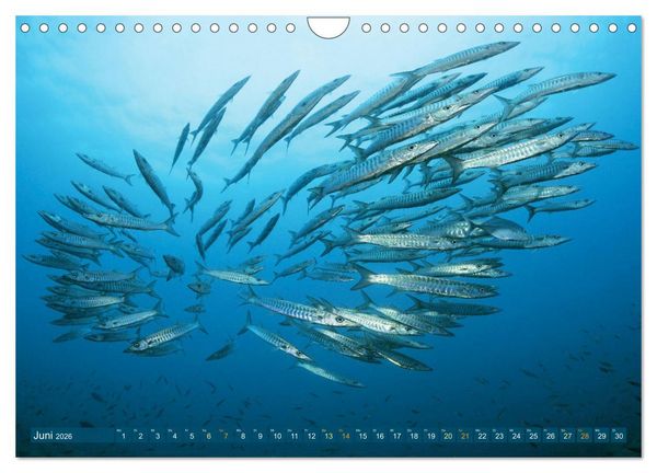 Produktbild: Planet Wasser: Von wegen Planet Erde (Wandkalender 2026 DIN A4 quer), CALVENDO Monatskalender