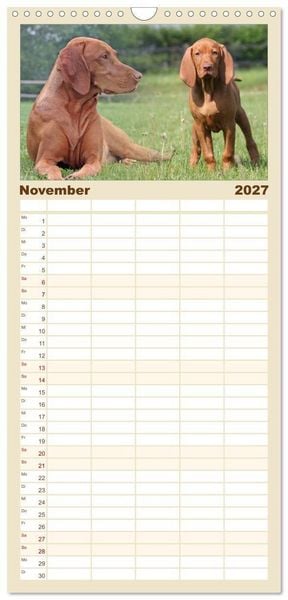 Produktbild: Familienplaner 2027 - Magyar Vizsla - Vielseitiger Jagdhund mit 5 Spalten (Wandkalender, 21 x 45 cm) CALVENDO