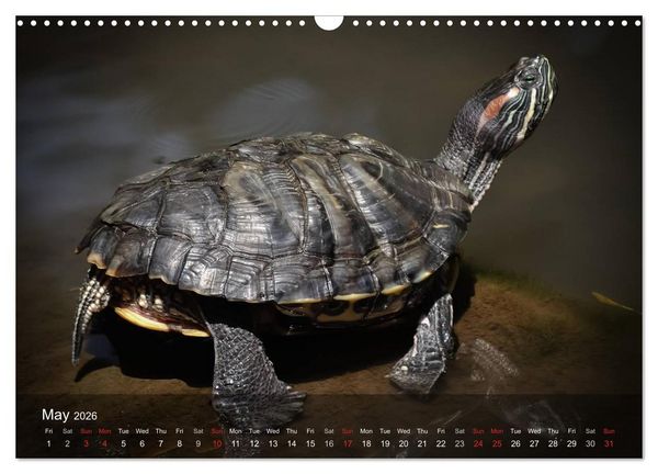 Produktbild: Reptiles Colorful beauties (Wall Calendar 2026 DIN A3 landscape), CALVENDO 12 Month Wall Calendar