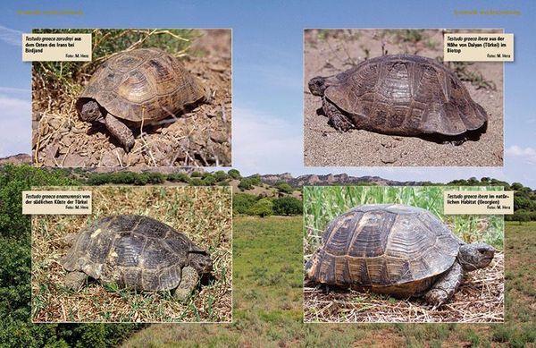 Produktbild: Maurische Landschildkr&ouml;ten