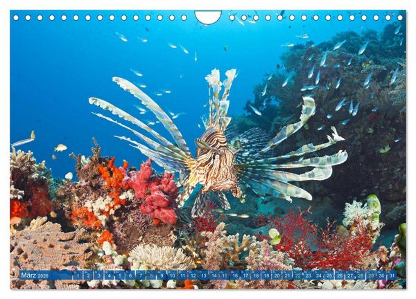 Produktbild: Tauchen: Wunderbares tiefblaues Meer (Wandkalender 2026 DIN A4 quer), CALVENDO Monatskalender
