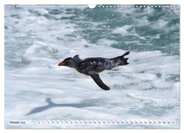 Produktbild: Pinguine der Falkland Inseln (Wandkalender 2026 DIN A3 quer), CALVENDO Monatskalender