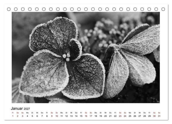 Produktbild: Die grafische Sch&ouml;nheit der Pflanzen &ndash; Schwarz-Wei&szlig; (Tischkalender 2027 DIN A5 quer), CALVENDO Monatskalender