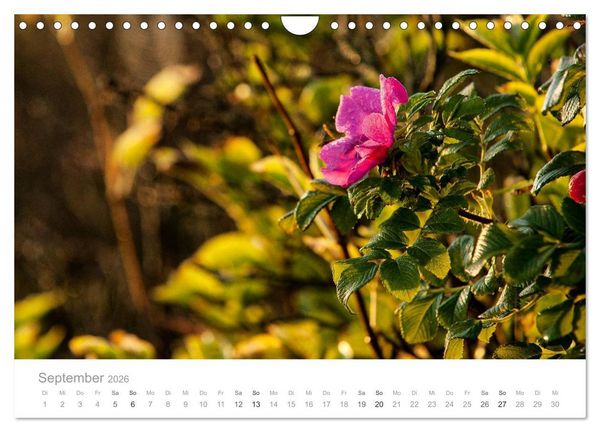 Produktbild: Traumziel D&auml;nemark (Wandkalender 2026 DIN A4 quer), CALVENDO Monatskalender