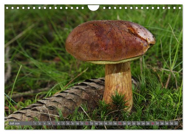 Produktbild: PILZE IM WALD (Wandkalender 2026 DIN A4 quer), CALVENDO Monatskalender