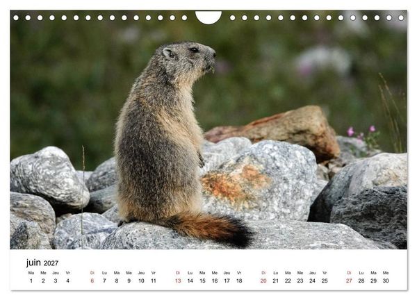 Produktbild: Le monde des marmottes en Haute Maurienne (Calendrier mural 2027 DIN A4 vertical), CALVENDO calendrier mensuel