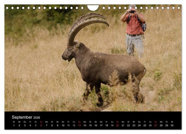 Produktbild: Steinwild in den Schweizer Voralpen (Wandkalender 2026 DIN A4 quer), CALVENDO Monatskalender