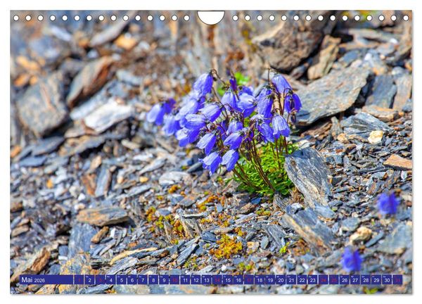 Produktbild: Meine sch&ouml;nsten Alpenblumen (Wandkalender 2026 DIN A4 quer), CALVENDO Monatskalender