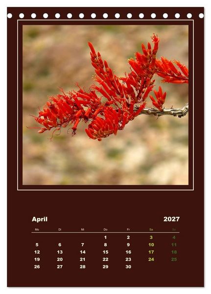 Produktbild: Wilde Kakteen Amerikas (Tischkalender 2027 DIN A5 hoch), CALVENDO Monatskalender