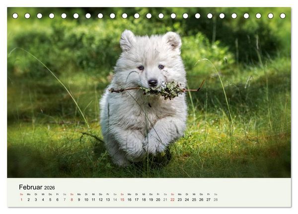 Produktbild: Kleine Samojeden - Eisb&auml;rchen Abenteuer im M&auml;rchenwald (Tischkalender 2026 DIN A5 quer), CALVENDO Monatskalender
