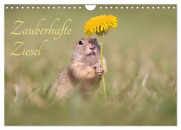 Produktbild: Zauberhafte Ziesel (Wandkalender 2026 DIN A4 quer), CALVENDO Monatskalender