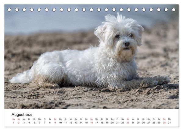 Produktbild: Moritz, der freche Malteser (Tischkalender 2026 DIN A5 quer), CALVENDO Monatskalender
