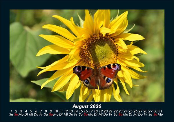 Produktbild: Bunte Pracht der Schmetterlinge 2026 Fotokalender DIN A5