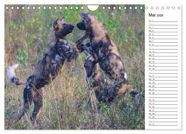 Produktbild: S&uuml;dafrika - Big 5 und mehr (Wandkalender 2026 DIN A4 quer), CALVENDO Monatskalender
