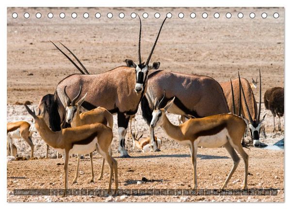 Produktbild: ETOSHA &ndash; Namibia Highlights (Tischkalender 2026 DIN A5 quer), CALVENDO Monatskalender