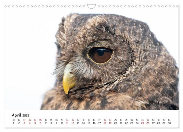 Produktbild: Eulen 2026 (Wandkalender 2026 DIN A3 quer), CALVENDO Monatskalender