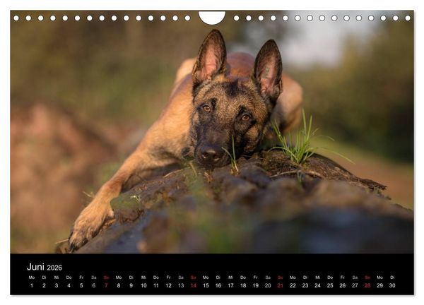 Produktbild: Belgischer Sch&auml;ferhund - Der Malinois (Wandkalender 2026 DIN A4 quer), CALVENDO Monatskalender