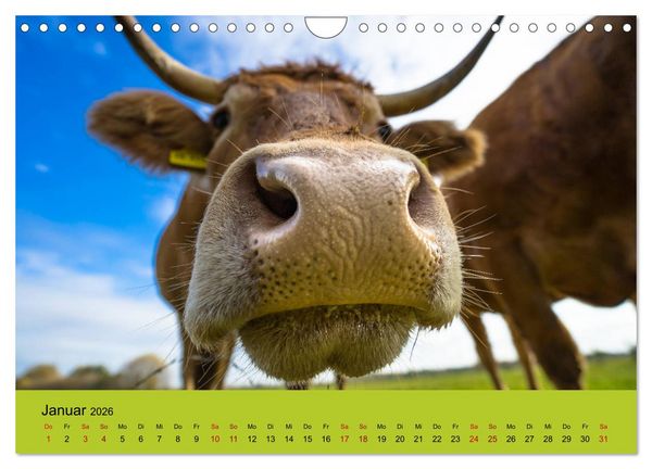 Produktbild: Kuhckst du? (Wandkalender 2026 DIN A4 quer), CALVENDO Monatskalender
