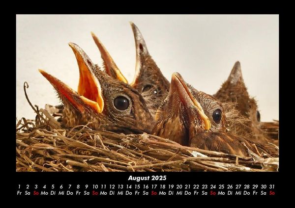 Produktbild: Vogelparadies 2025 Fotokalender DIN A3