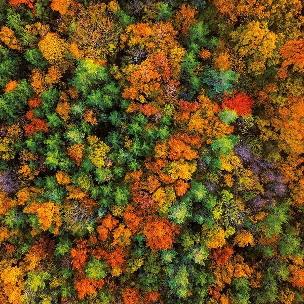 Produktbild: Deep Forest 2024