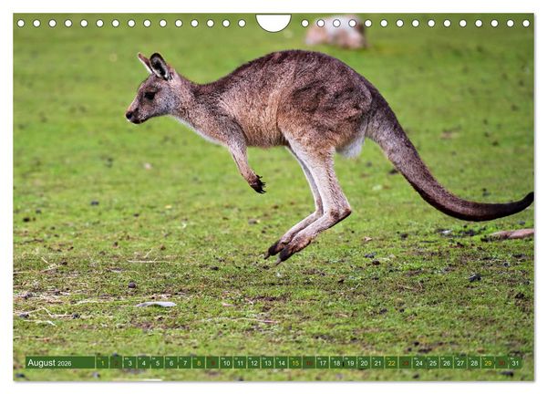 Produktbild: Big Five Australiens Buckelwal, Walhai, Orca, Quokka,K&auml;nguru (Wandkalender 2026 DIN A4 quer), CALVENDO Monatskalender
