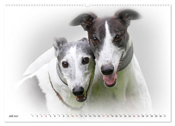 Produktbild: Windhund Portrait 2027 White Edition (Wandkalender 2027 DIN A2 quer), CALVENDO Monatskalender