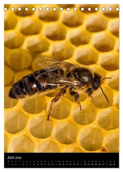 Produktbild: Bienen (Tischkalender 2026 DIN A5 hoch), CALVENDO Monatskalender